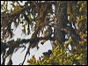 eurasian_pygmy_owl_143818