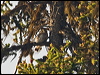 eurasian_pygmy_owl_143826