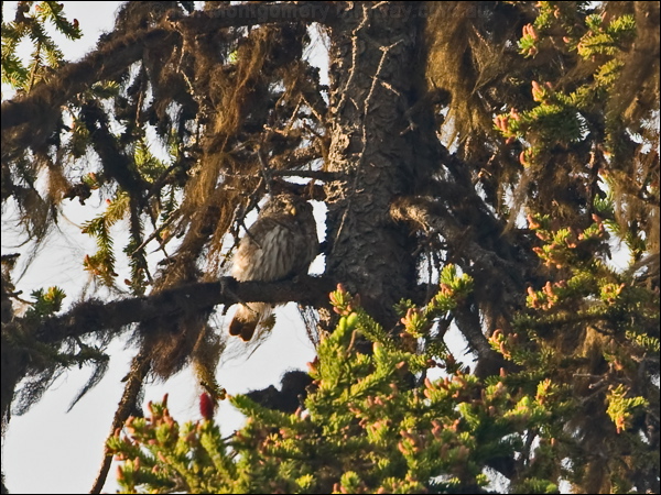 Eurasian Pygmy Owl eurasian_pygmy_owl_143826.psd