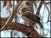 Click here to enter gallery and see photos/pictures/images of Ferruginous Pygmy-Owl