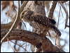 ferrug_pygmy_owl_206585