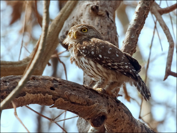 Ferruginous Pygmy Owl ferrug_pygmy_owl_206575.psd