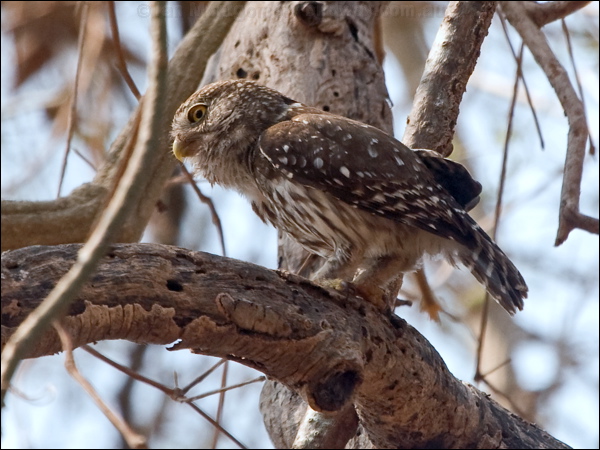 Ferruginous Pygmy Owl ferrug_pygmy_owl_206585.psd