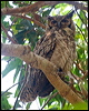great_horned_owl_204745