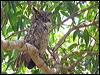 great_horned_owl_204796