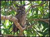 great_horned_owl_204947