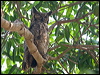 great_horned_owl_205016