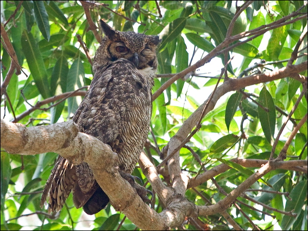 Great Horned Owl great_horned_owl_204796.psd