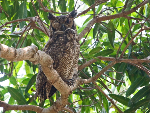 Great Horned Owl great_horned_owl_204947.psd