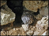 Click here to enter gallery and see photos/pictures/images of Little Owl