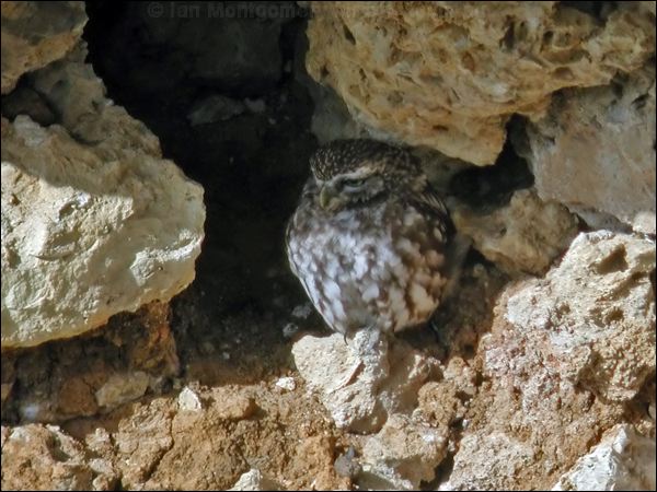 Little Owl little_owl_05686.psd