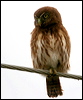 pacific_pygmy_owl_27112