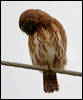 pacific_pygmy_owl_27113