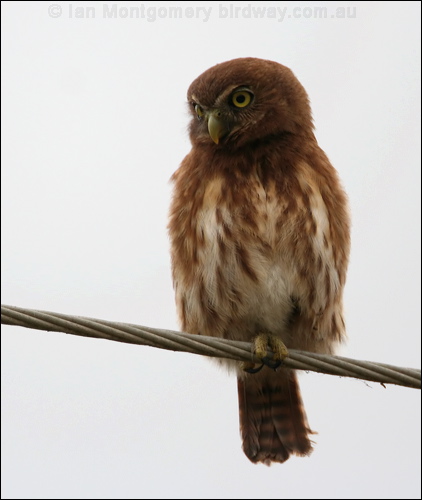 Pacific Pygmy Owl pacific_pygmy_owl_27111.jpg