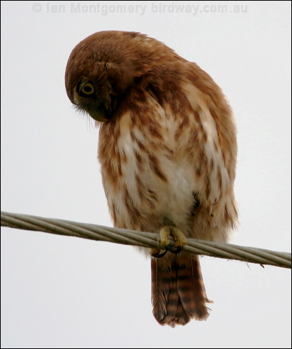 Pacific Pygmy Owl pacific_pygmy_owl_27113.psd