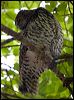powerful_owl_150875
