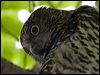 powerful_owl_150877