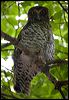 powerful_owl_150886