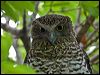 powerful_owl_150927