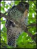 powerful_owl_150938