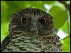 powerful_owl_150986