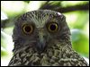 powerful_owl_151140