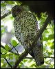 powerful_owl_151153