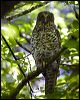 powerful_owl_151296