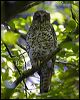 powerful_owl_151302