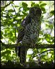 powerful_owl_151333