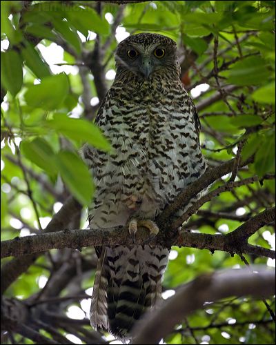 Powerful Owl powerful_owl_150840.psd