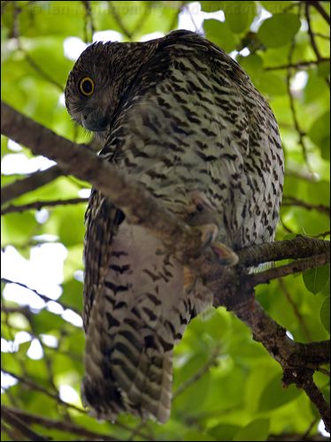 Powerful Owl powerful_owl_150875.psd