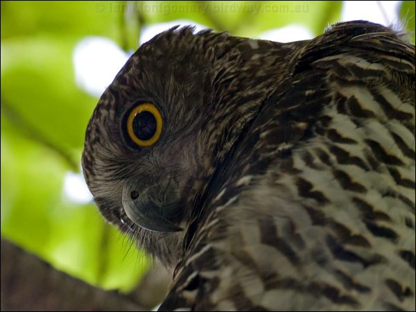 Powerful Owl powerful_owl_150877.psd