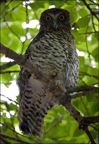 Powerful Owl powerful_owl_150886.psd
