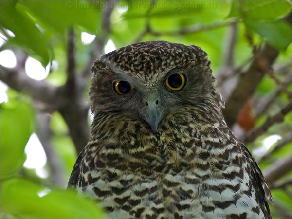 Powerful Owl powerful_owl_150927.psd