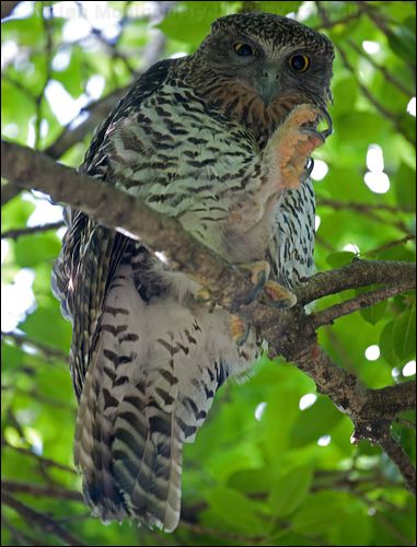 Powerful Owl powerful_owl_150938.psd