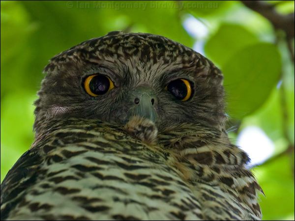 Powerful Owl powerful_owl_150986.psd