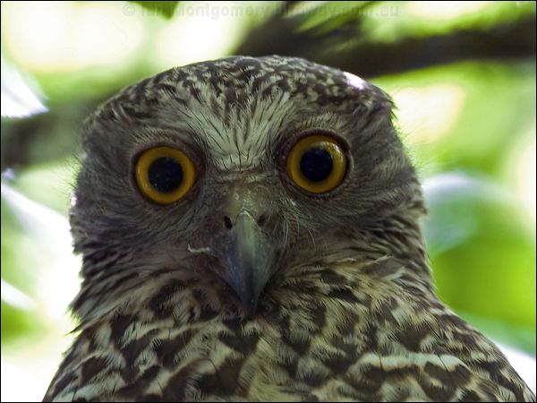 Powerful Owl powerful_owl_151140.psd