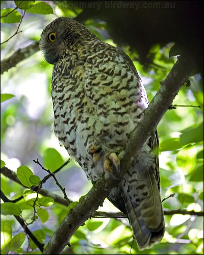 Powerful Owl powerful_owl_151153.psd