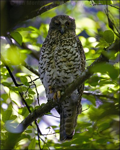 Powerful Owl powerful_owl_151302.psd