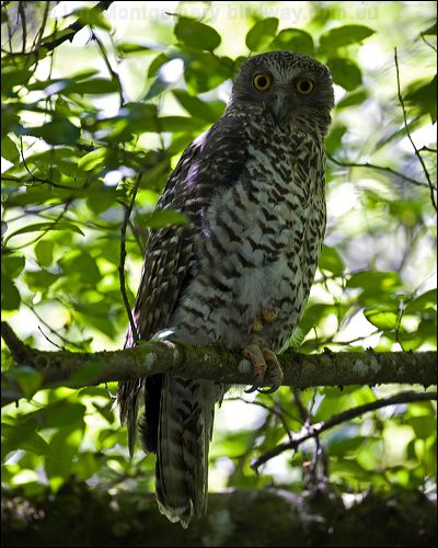Powerful Owl powerful_owl_151333.psd