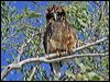rufous_owl_08779
