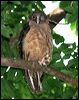 rufous_owl_10681