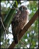 rufous_owl_10694