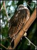 rufous_owl_10698