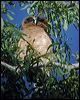 rufous_owl_30983