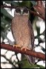 rufous_owl_63484