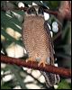 rufous_owl_63488