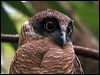 rufous_owl_63498