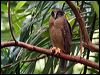 rufous_owl_63605